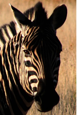 Zebraa